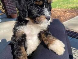 6 medium f1 bernedoodle puppies for sale
