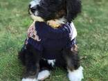 6 medium f1 bernedoodle puppies for sale - photo 2