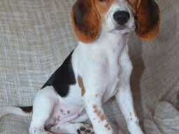 Beautiful tri-colored beagle puppies