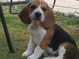 Beautiful tri-colored beagle puppies - фото 1