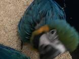 Blue &amp; gold macaws parrot for sale - фото 1