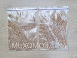 Comb blackberry mycelium (Lion's mane) whole 100 g. Lion's mane mushroom / Ежовик - фото 2