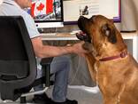 Dog trainer (dogtrainer&coach), cynologist, animal behavior specialist