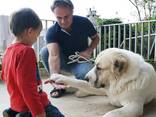 Dog trainer (dogtrainer&coach), cynologist, animal behavior specialist - photo 5