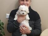 Dog trainer (dogtrainer&coach), cynologist, animal behavior specialist - photo 8