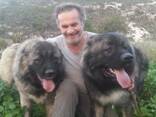 Dog trainer (dogtrainer&coach), cynologist, animal behavior specialist - фото 13