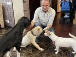 Dog trainer (dogtrainer&coach), cynologist, animal behavior specialist - фото 14