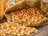 Feed Corn and Grain - photo 1