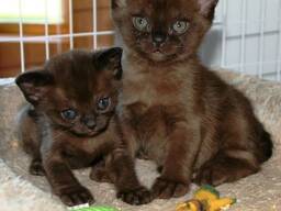 Fourth litter has been her best yet\