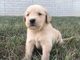 Golden Retriever - photo 1