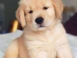 Golden Retriever - photo 2