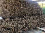 Licorice Root (Glycyrrhiza glabra) - photo 8