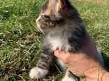 Maine Coons - photo 2
