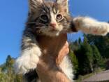 Maine Coons - photo 3