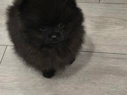 Pomeranian puppy