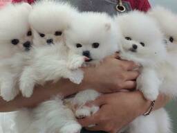 Pomeranski Mini Spitz Mini Spitz any color purebred Պոմերանյան շպից
