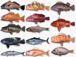 Premium sustainable seafood from Madagascar: fish, prawns, lobsters, crabs, octopus, etc. - photo 1
