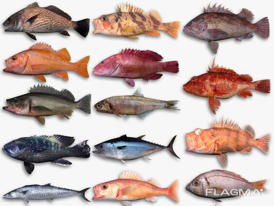Premium sustainable seafood from Madagascar: fish, prawns, lobsters, crabs, octopus, etc.