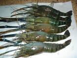 Premium sustainable seafood from Madagascar: fish, prawns, lobsters, crabs, octopus, etc. - photo 6