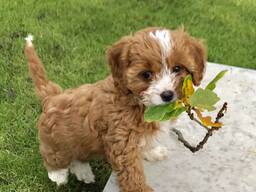 Rare unique moyen Cavapoos