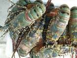 Wholesale Frozen Fresh Lobster Seafood for sale. Chilled Lobster Tails. Frosty Lobster Del - photo 1