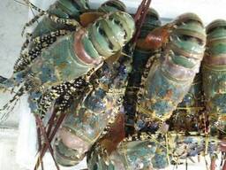 Seafood Fresh and Frozen Lobster, Frozen Lobster, Frozen Lobster Tails Fresh Lobsters Cana