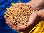 Feed Wheat Ukraine Origin - фото 1