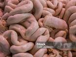 Small pork intestine - photo 1