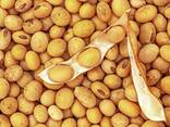 Soybean Grain Non - Gmo For Export - photo 1