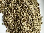 Sunflower kernel - photo 1