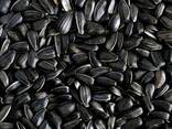 Sunflower seeds - фото 1