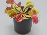 Venus Flytrap - photo 1