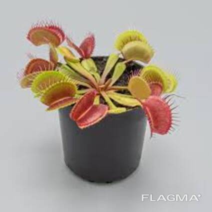 Venus Flytrap
