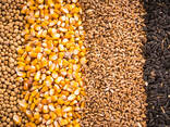 Зерно - пшеница, кукуруза, ячмень, просо, овес, рожь | Grain - photo 1